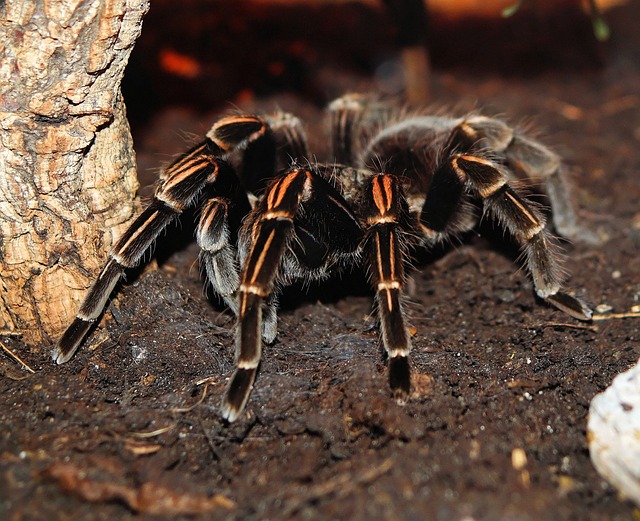 Tarantula, noul prieten necuvântător?